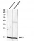 BATF3 Polyclonal Antibody