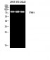 Synapsin-1 Polyclonal Antibody