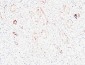 K-Ras Polyclonal Antibody