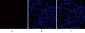 Caspase-1 Polyclonal Antibody