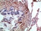 Caspase-1 Polyclonal Antibody