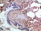 Caspase-1 Polyclonal Antibody