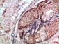 Caspase-1 Polyclonal Antibody