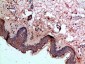 Caspase-1 Polyclonal Antibody