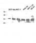 Caspase-1 Polyclonal Antibody