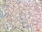 E-Selectin Polyclonal Antibody