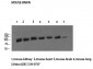 HSP70 Polyclonal Antibody