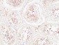 PTEN Polyclonal Antibody
