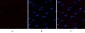 PTEN Polyclonal Antibody