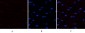 PTEN Polyclonal Antibody