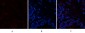 PTEN Polyclonal Antibody