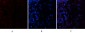 PTEN Polyclonal Antibody