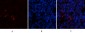 PTEN Polyclonal Antibody