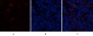 PTEN Polyclonal Antibody