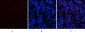 Amyloid-β Polyclonal Antibody