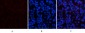 Amyloid-β Polyclonal Antibody