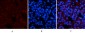 Amyloid-β Polyclonal Antibody