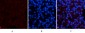 Amyloid-β Polyclonal Antibody