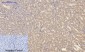 Amyloid-β Polyclonal Antibody