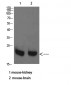 RHEB Polyclonal Antibody