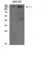 AMBRA1 Polyclonal Antibody
