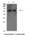 Beclin-1 Polyclonal Antibody