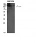 ULK2 Polyclonal Antibody