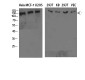 Collagen IV  Polyclonal Antibody