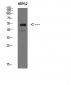 IgM Chain C Polyclonal Antibody