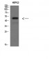 TRAF1 Polyclonal Antibody