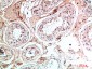 Nanos Homologue 1 (NANOS1) Polyclonal Antibody