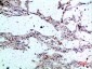 Casein Kinase Iα Polyclonal Antibody