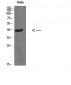 Casein Kinase Iα Polyclonal Antibody
