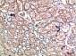 Caldesmon Polyclonal Antibody