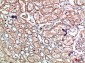 Caldesmon Polyclonal Antibody