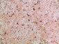 NLRX1 Polyclonal Antibody