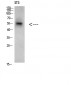 CREB3 Polyclonal Antibody