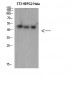 SPOP Polyclonal Antibody