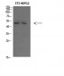 Factor IX Polyclonal Antibody