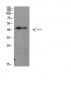 MEK-1 Polyclonal Antibody