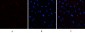 E2F-1 Polyclonal Antibody