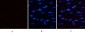 E2F-1 Polyclonal Antibody