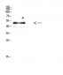 E2F-1 Polyclonal Antibody