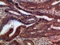 p120 Polyclonal Antibody