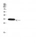 Cdx2 Polyclonal Antibody