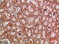 c-Rel Polyclonal Antibody