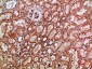 c-Rel Polyclonal Antibody