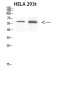 c-Rel Polyclonal Antibody