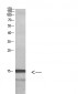 Histone H2A.Z Polyclonal Antibody