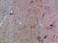 GABA T-1 Polyclonal Antibody